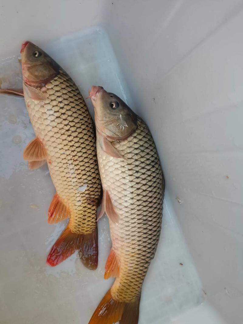 宏豐隴宴的黃河大鯉魚價格是多少（豐隴宴的黃河大鯉魚價格）