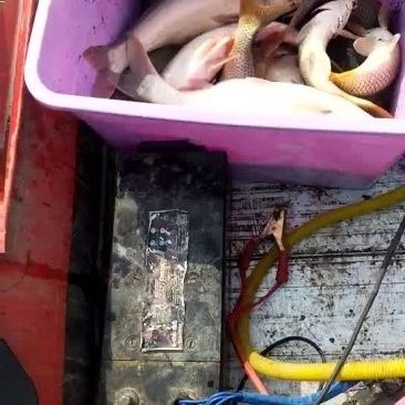 宏豐隴宴的黃河大鯉魚價格是多少（豐隴宴的黃河大鯉魚價格）