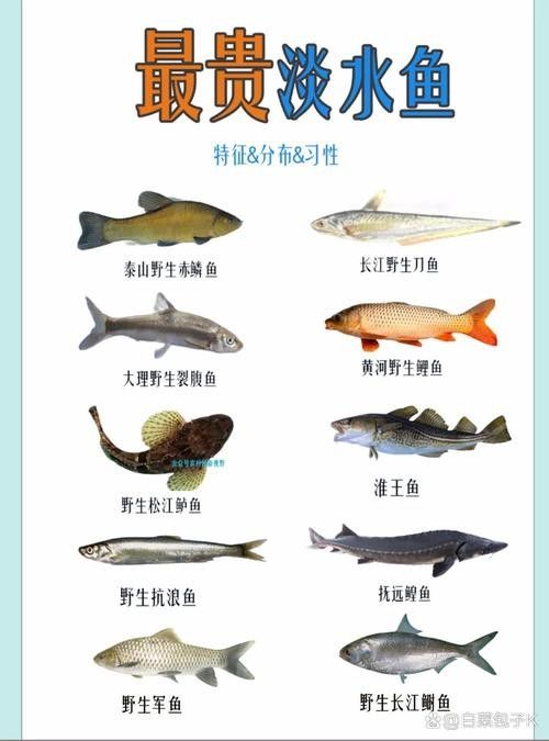 宏豐隴宴的黃河大鯉魚價格是多少（豐隴宴的黃河大鯉魚價格）