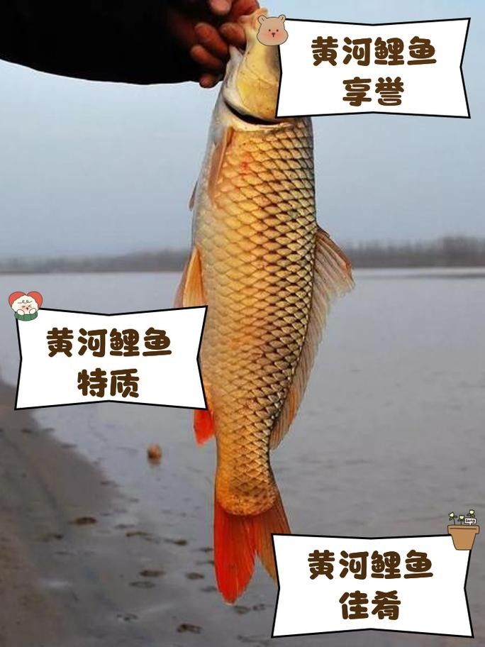 宏豐隴宴的黃河大鯉魚價格是多少（豐隴宴的黃河大鯉魚價格）