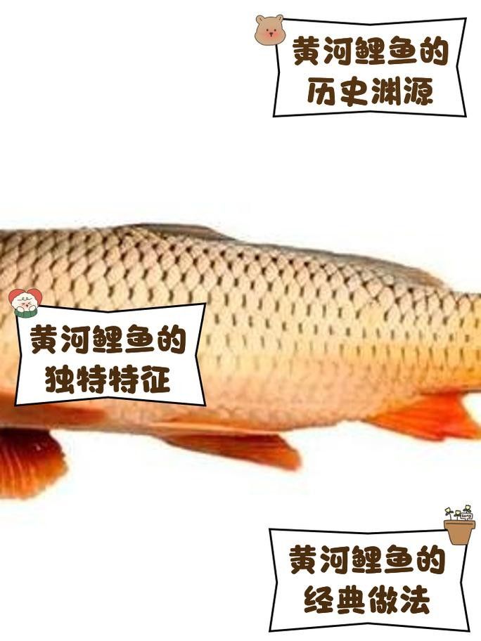 宏豐隴宴的黃河大鯉魚價格是多少（豐隴宴的黃河大鯉魚價格）