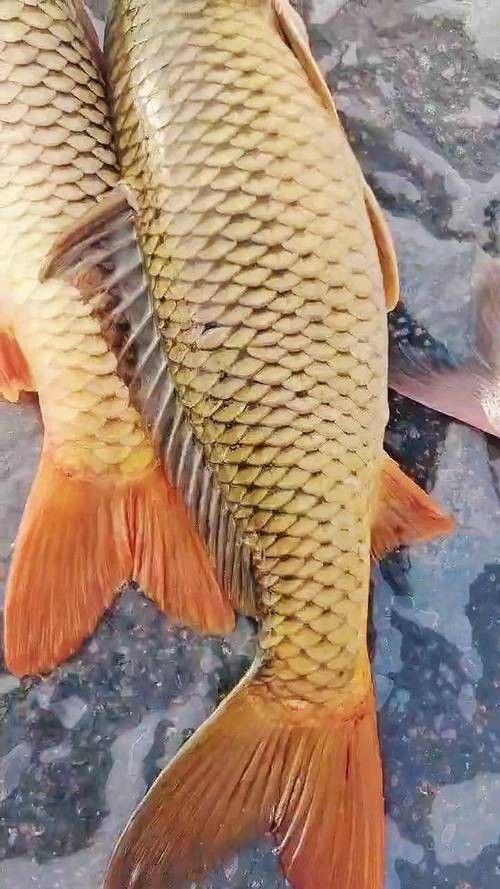 宏豐隴宴的黃河大鯉魚價格是多少（豐隴宴的黃河大鯉魚價格）