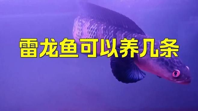 巴卡雷龍需要多大的魚缸？（巴卡雷龍魚缸尺寸）