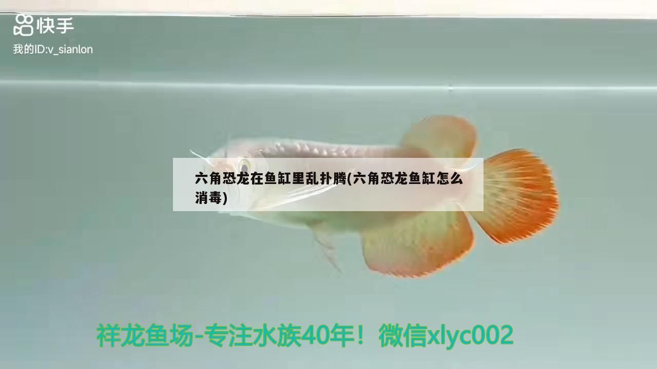 六角恐龍在魚缸里亂撲騰(六角恐龍魚缸怎么消毒)