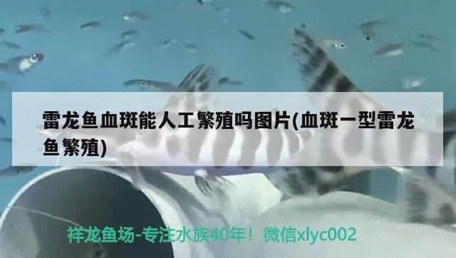 雷龍魚血斑能人工繁殖嗎圖片(血斑一型雷龍魚繁殖)（雷龍魚血斑能人工繁殖嗎）