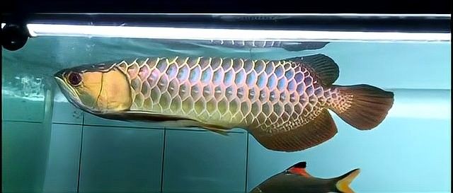 金龍魚品相好壞對價格影響大嗎