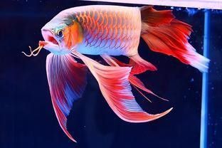 吉利哪個水族館龍魚好？祥龍魚場龍魚（吉利哪個水族館龍魚好）