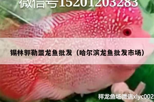 土右旗哪里賣龍魚：包頭市土右旗龍躍觀賞魚門店