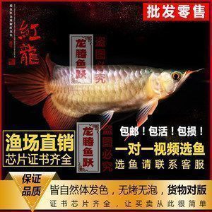 土右旗哪里賣龍魚：包頭市土右旗龍躍觀賞魚門店