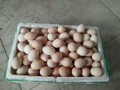 土右旗哪里賣龍魚：包頭市土右旗龍躍觀賞魚門店
