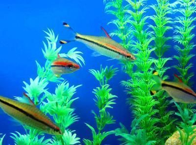瀘州龍魚水族店：瀘州市龍魚水族店定制專屬水族品種和專業的養護服務