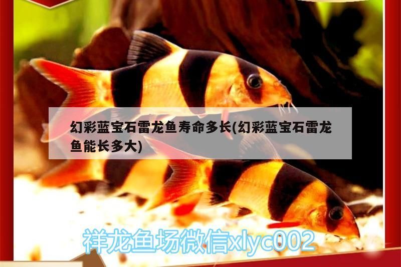幻彩藍寶石雷龍魚壽命多長(幻彩藍寶石雷龍魚能長多大)