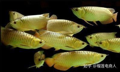 24K金龍魚繁殖困難嗎？