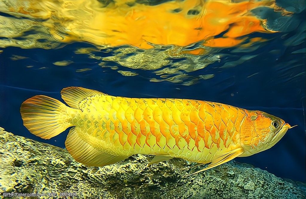 24K金龍魚繁殖困難嗎？
