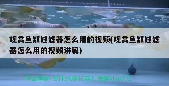 石家莊水族館彩蝶魚缸mpg溢流區（石家莊水族館彩蝶魚缸）