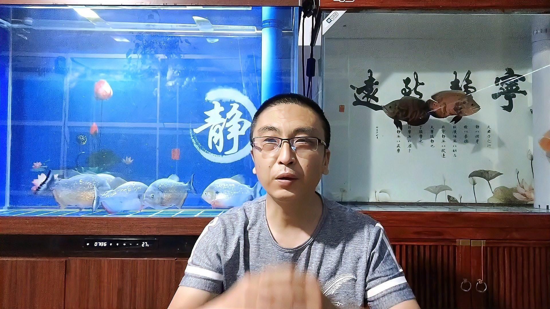 跳缸對恐龍魚有哪些影響？（恐龍魚跳缸對恐龍魚的影響）