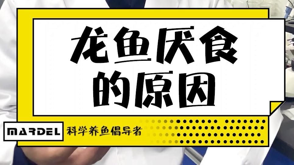 龍魚厭食的原因有哪些（龍魚厭食怎么辦）