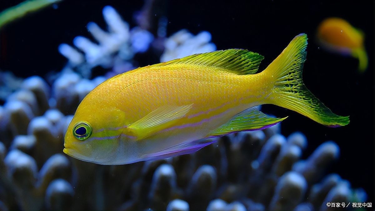 龍魚發(fā)黑是否影響健康 龍魚發(fā)黑是否影響健康 龍魚百科 第5張