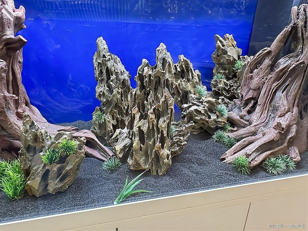 龍魚發(fā)黑是否影響健康 龍魚發(fā)黑是否影響健康 龍魚百科 第8張
