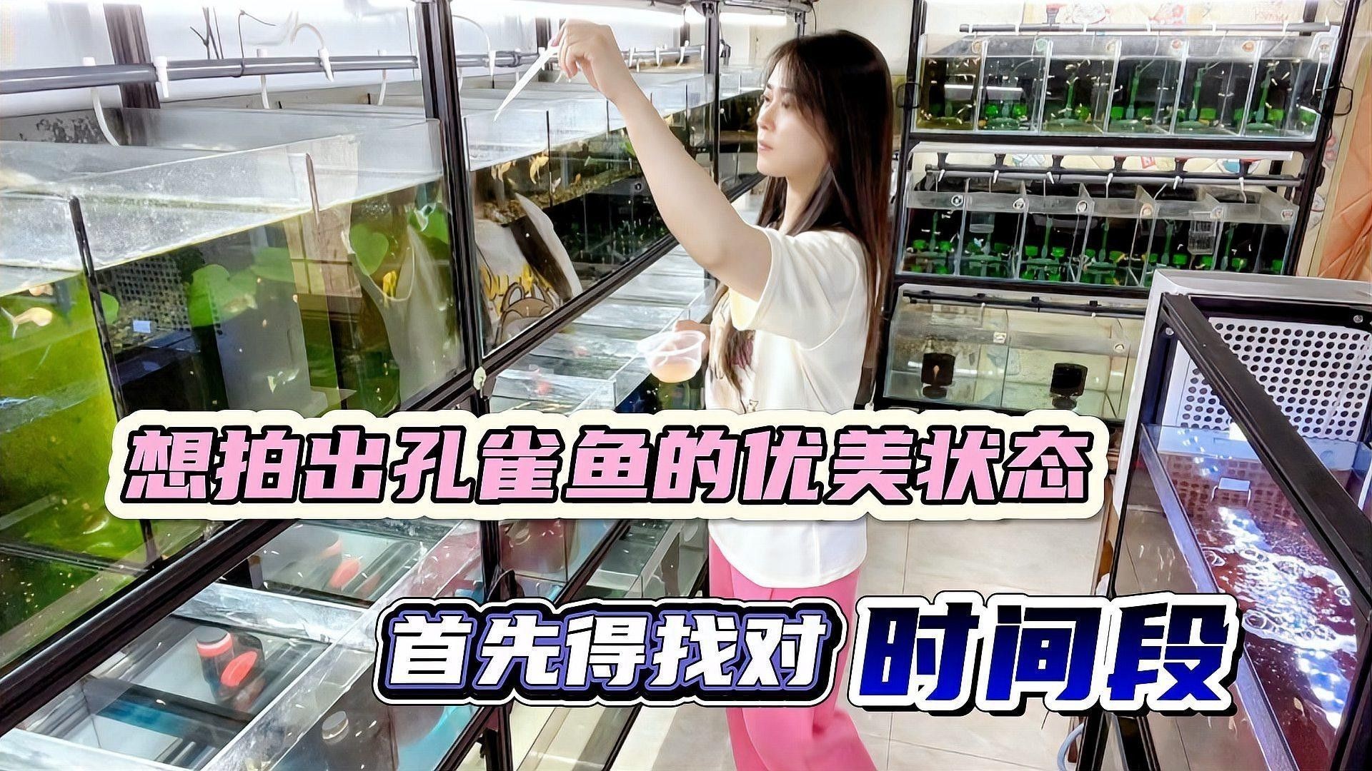 如何拍攝孔雀龍魚的行為