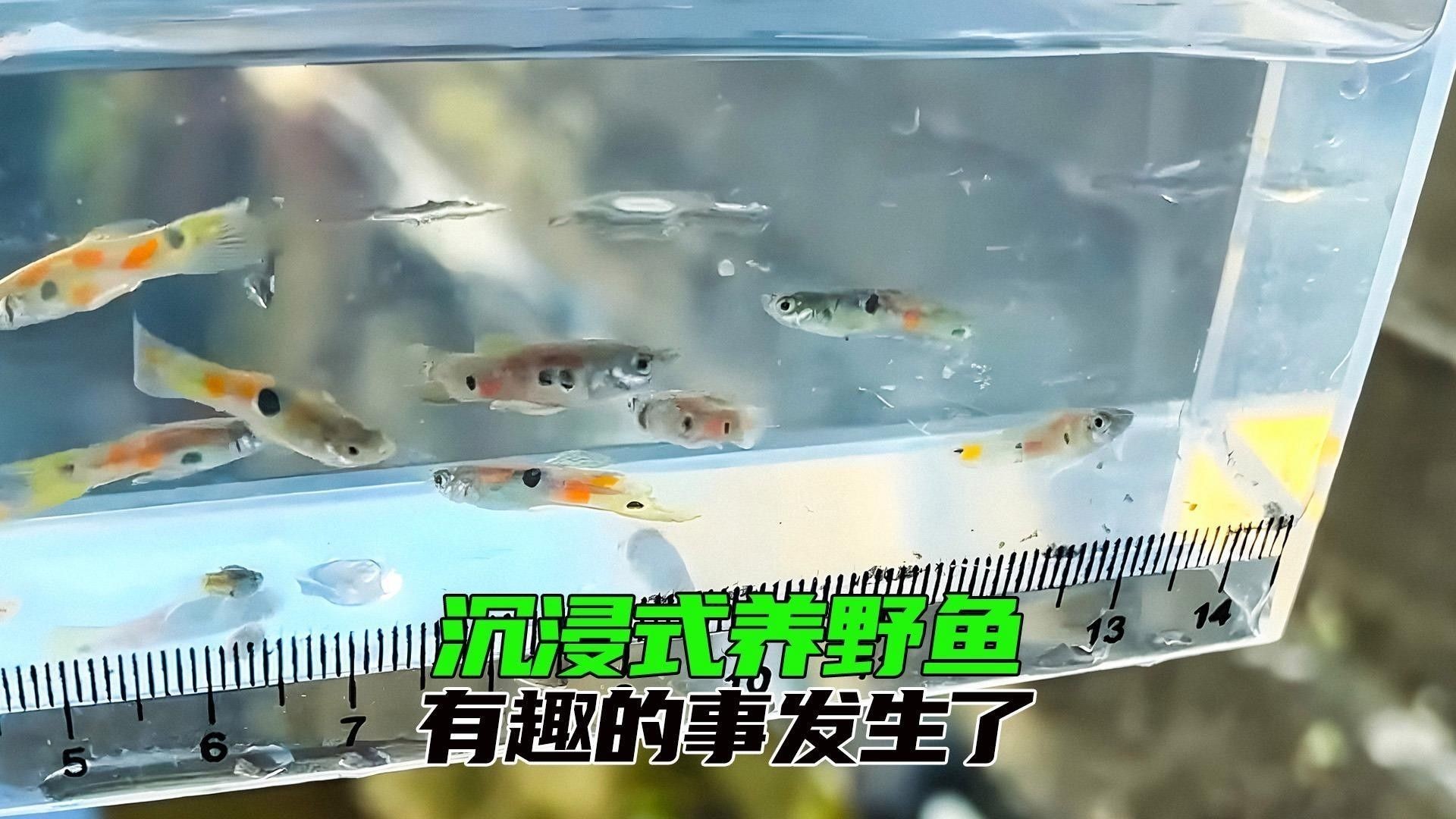 如何拍攝孔雀龍魚的行為