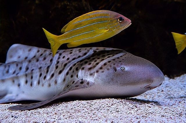龍魚溫度過低會有什么表現（龍魚在水溫過低時會出現哪些表現？）