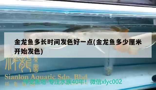 金龍魚多長時間發(fā)色好一點(金龍魚多少厘米開始發(fā)色)（金龍魚多長時間發(fā)色好一點知識）