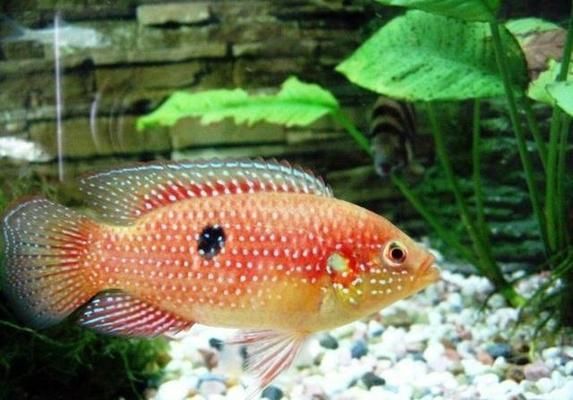 金龍魚的廠家：-金龍魚的廠家是做什么的，金龍魚的產品質量如何 金龍魚的廠家：-金龍魚的廠家是做什么的，金龍魚的產品質量如何 觀賞魚百科 第1張