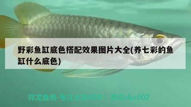 野彩魚缸底色搭配效果圖片大全(養七彩的魚缸什么底色)（野彩魚缸底色搭配圖片大全）