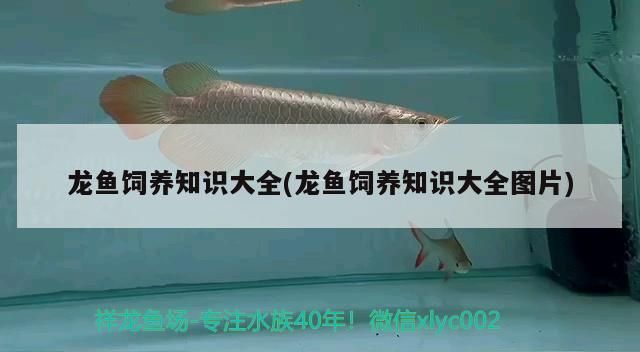 龍魚飼養知識大全(龍魚飼養知識大全圖片)