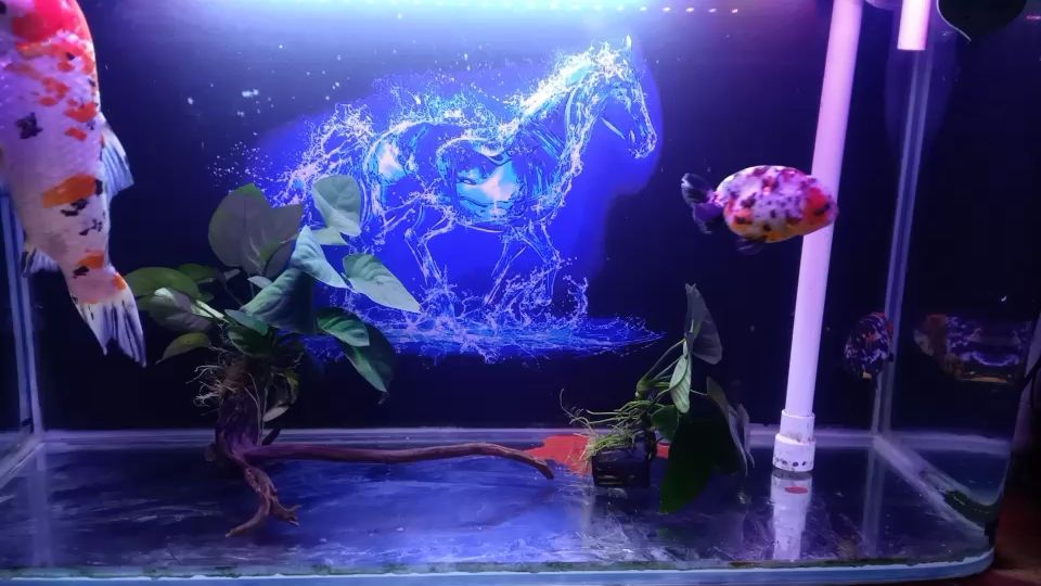 孝感水族館:請問咋養苔？（孝感水族館中苔蘚的養護技巧，每天24小時開燈24小時）