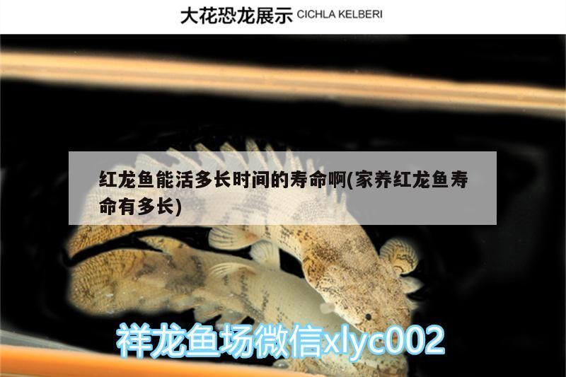 紅龍魚燈照幾個小時最好（紅龍魚開燈多長時間）