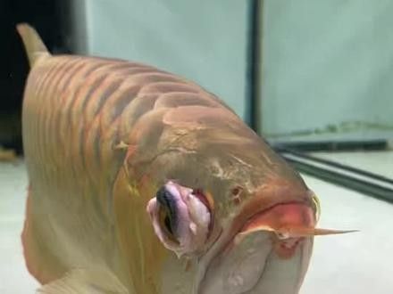龍魚眼睛掉眼手術風險大嗎（龍魚掉眼手術后的護理技巧,）
