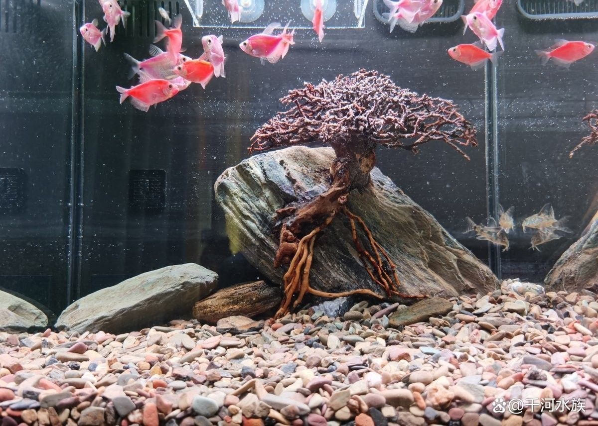 沉木放龍魚缸需要定期清洗嗎（木放龍魚缸如何保持清潔）