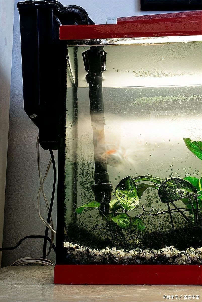 沉木放龍魚缸需要定期清洗嗎（木放龍魚缸如何保持清潔）