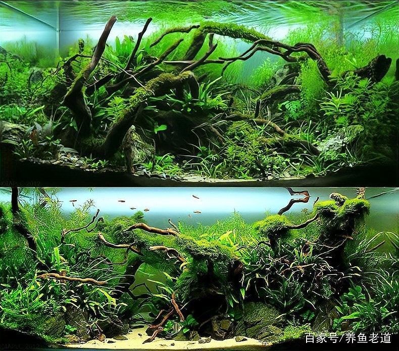 沉木放龍魚缸需要定期清洗嗎（木放龍魚缸如何保持清潔）