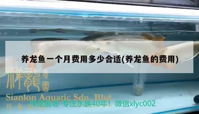 養龍魚一個月費用多少合適(養龍魚的費用) 養龍魚一個月費用多少合適(養龍魚的費用) 觀賞魚百科