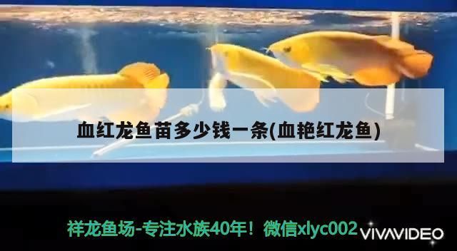 血紅龍魚苗多少錢一條(血艷紅龍魚)（血紅龍魚的價格）