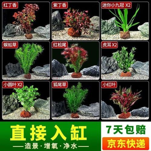 哪個品牌的魚缸造景性價比最高（魚缸造景品牌性價比的綜合分析）