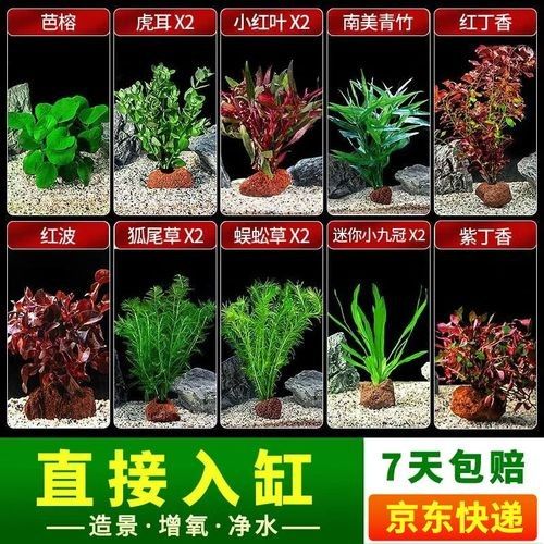 哪個品牌的魚缸造景性價比最高（魚缸造景品牌性價比的綜合分析）