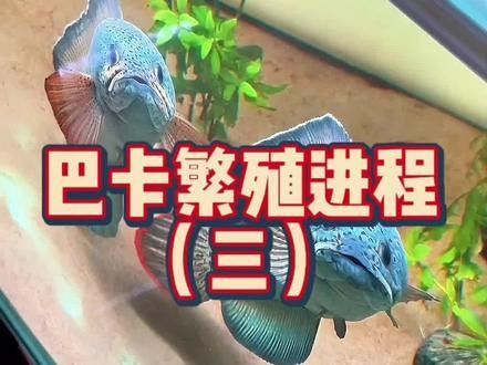 巴卡雷龍的自然繁殖條件有哪些？（巴卡雷龍的自然繁殖條件）
