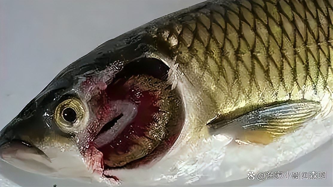 南沙河支流的紅龍魚季節(jié)（南沙河支流的紅龍魚季節(jié)怎么養(yǎng)）