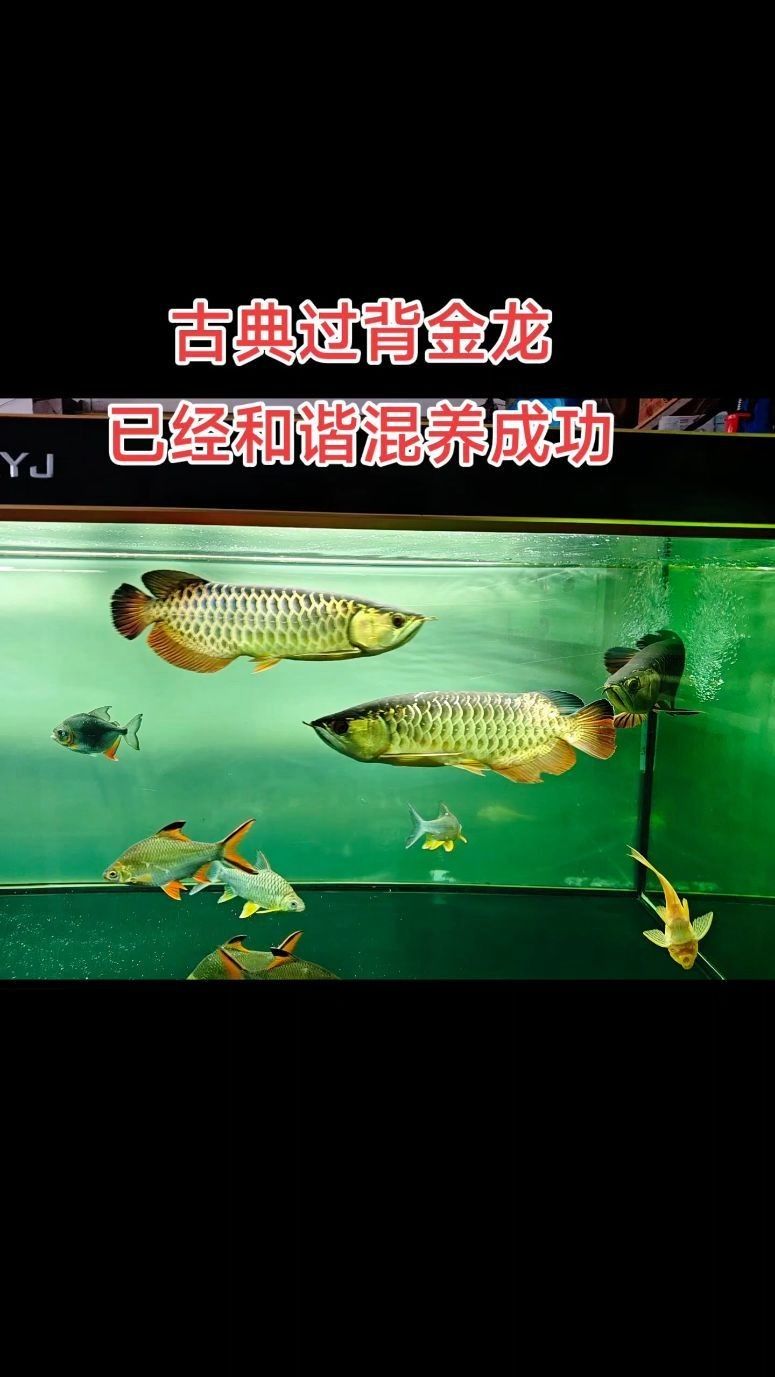 白金龍魚可以混養嗎（白金龍魚可以與其他魚類混養嗎？）