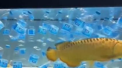 藍(lán)龍魚混養(yǎng)多久會打架（養(yǎng)魚指南|為什么兩條龍魚混養(yǎng)就會出現(xiàn)打架的情況）