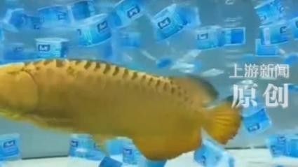 藍(lán)龍魚混養(yǎng)多久會打架（養(yǎng)魚指南|為什么兩條龍魚混養(yǎng)就會出現(xiàn)打架的情況）