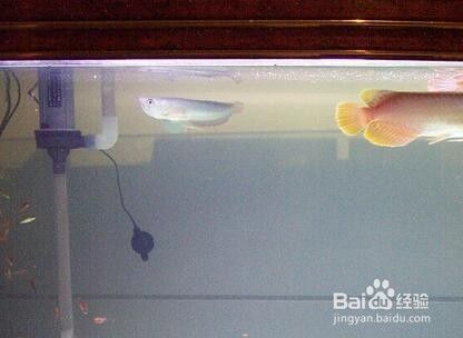 觀賞魚值錢又好養（觀賞魚值錢又好養的魚）（推薦幾種適合初學者的觀賞魚）