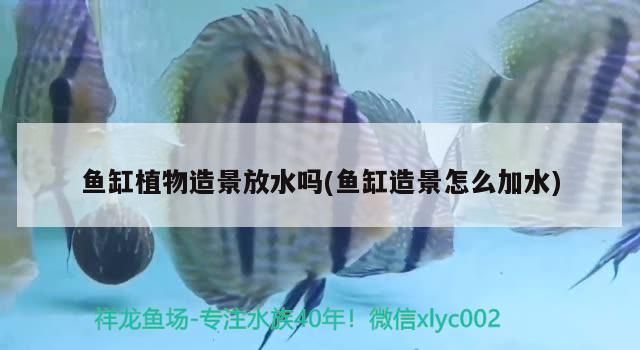 金花馬騮羅漢魚好養嗎：金花馬騮羅漢魚好養嗎圖片（金花馬騮羅漢魚好養嗎）