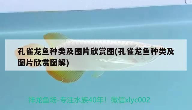 金花馬騮羅漢魚好養嗎：金花馬騮羅漢魚好養嗎圖片（金花馬騮羅漢魚好養嗎）
