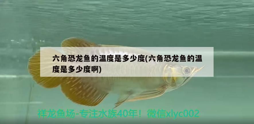 六角恐龍魚的溫度是多少度(六角恐龍魚的溫度是多少度啊)