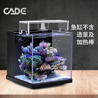 彩蝶海水缸怎么樣養好看：彩蝶海水缸養護注意事項